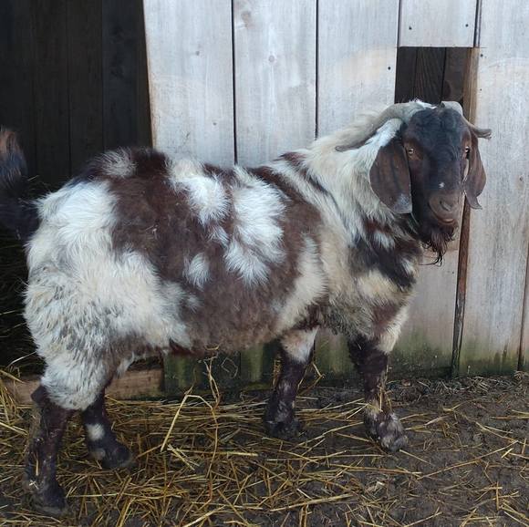 Meet your Posher, Matthew - Picture 1 of 1